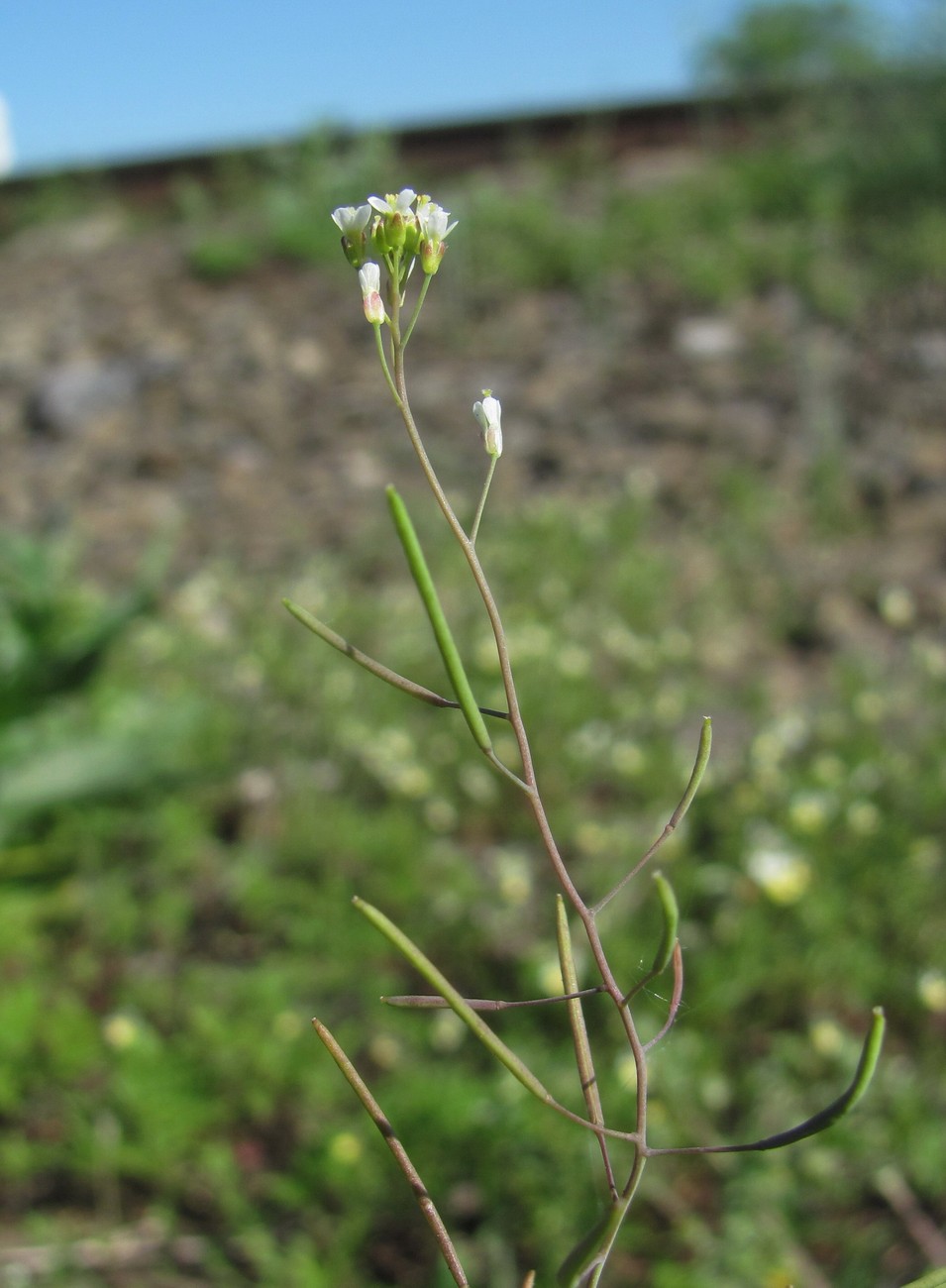 Image of Arabidopsis thaliana specimen.