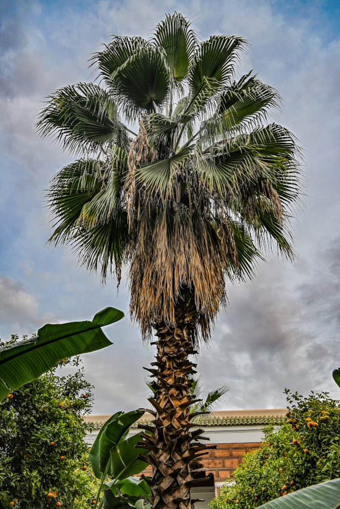 Изображение особи Washingtonia robusta.