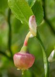 Vaccinium myrtillus