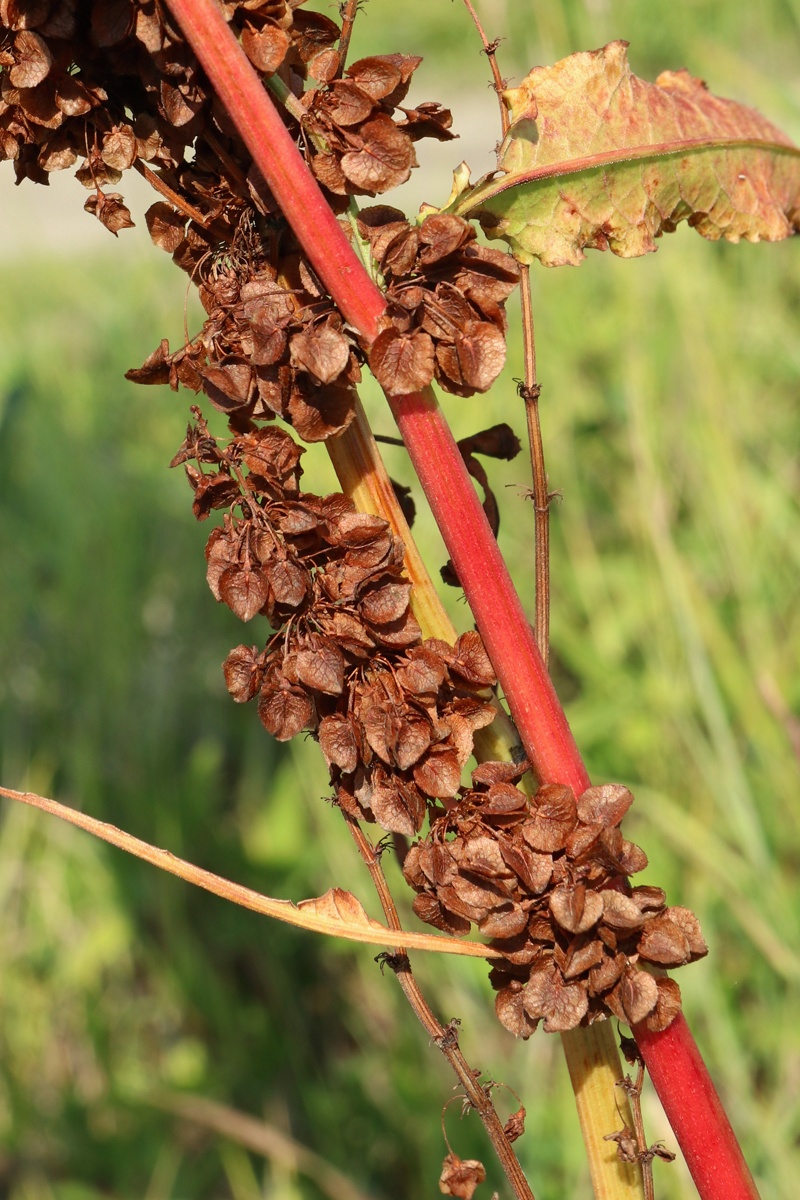 Image of Rumex aquaticus specimen.