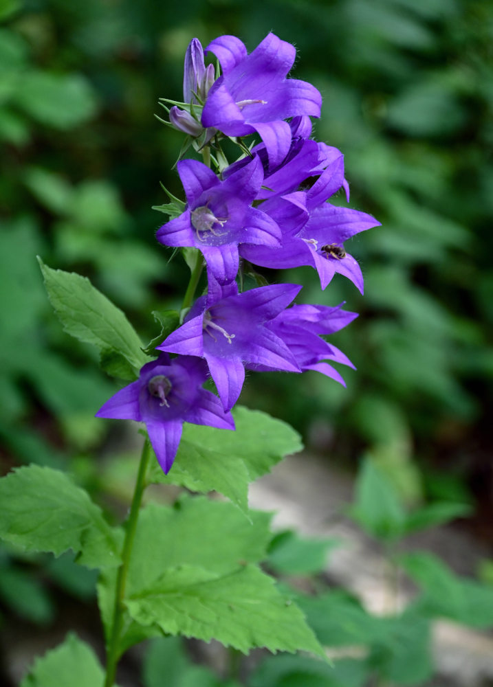 Изображение особи Campanula latifolia.