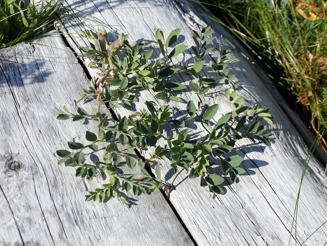 Image of Lathyrus japonicus ssp. pubescens specimen.