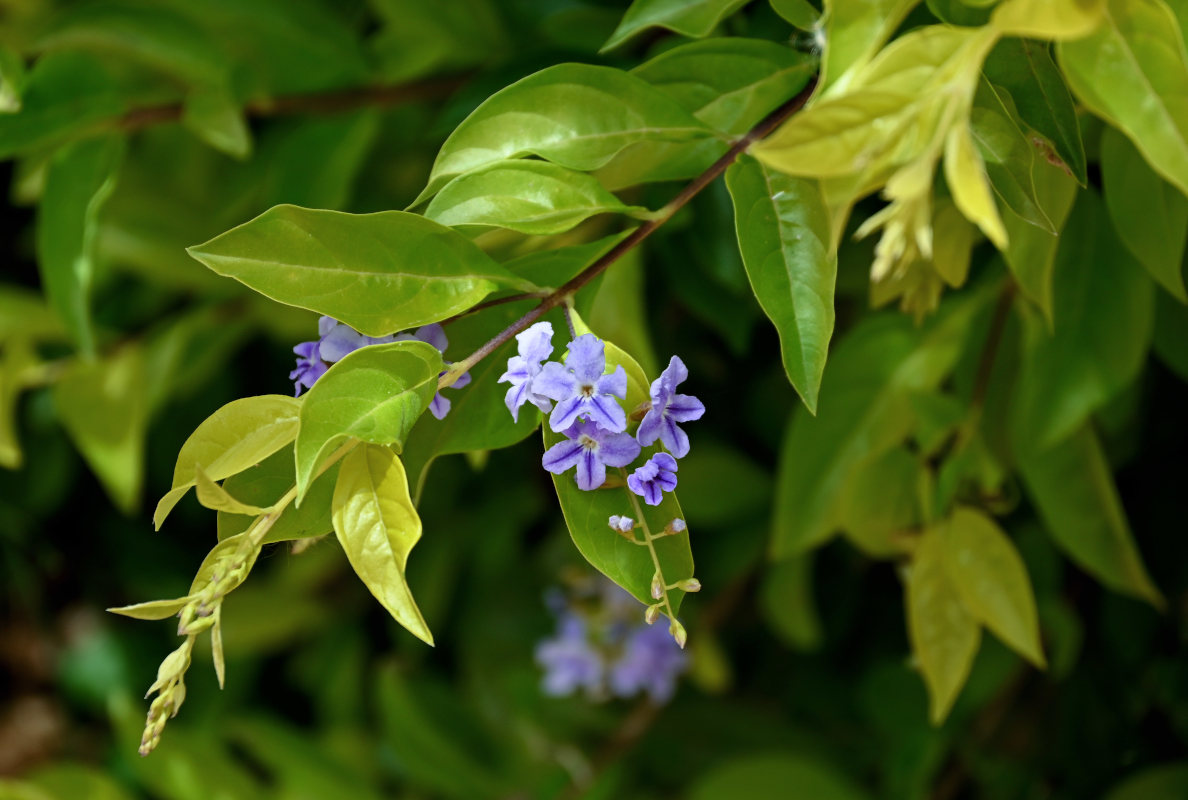 Image of Duranta erecta specimen.