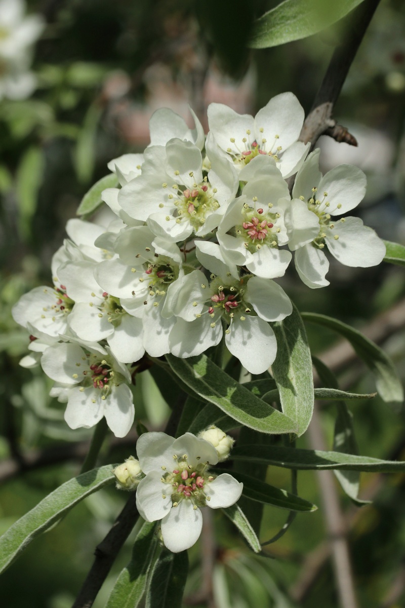 Image of Pyrus salicifolia specimen.