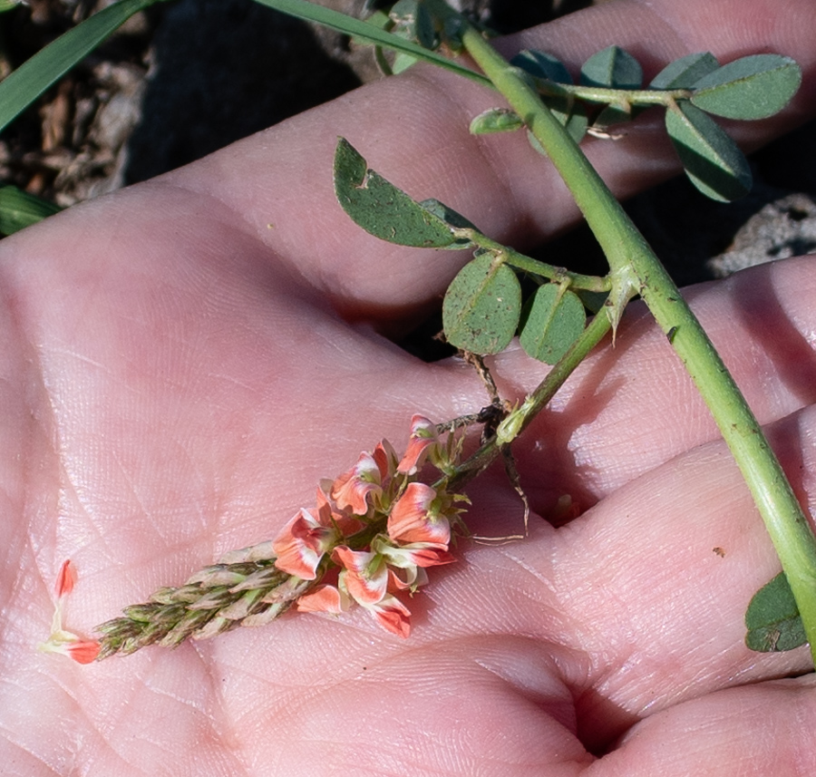 Image of familia Fabaceae specimen.