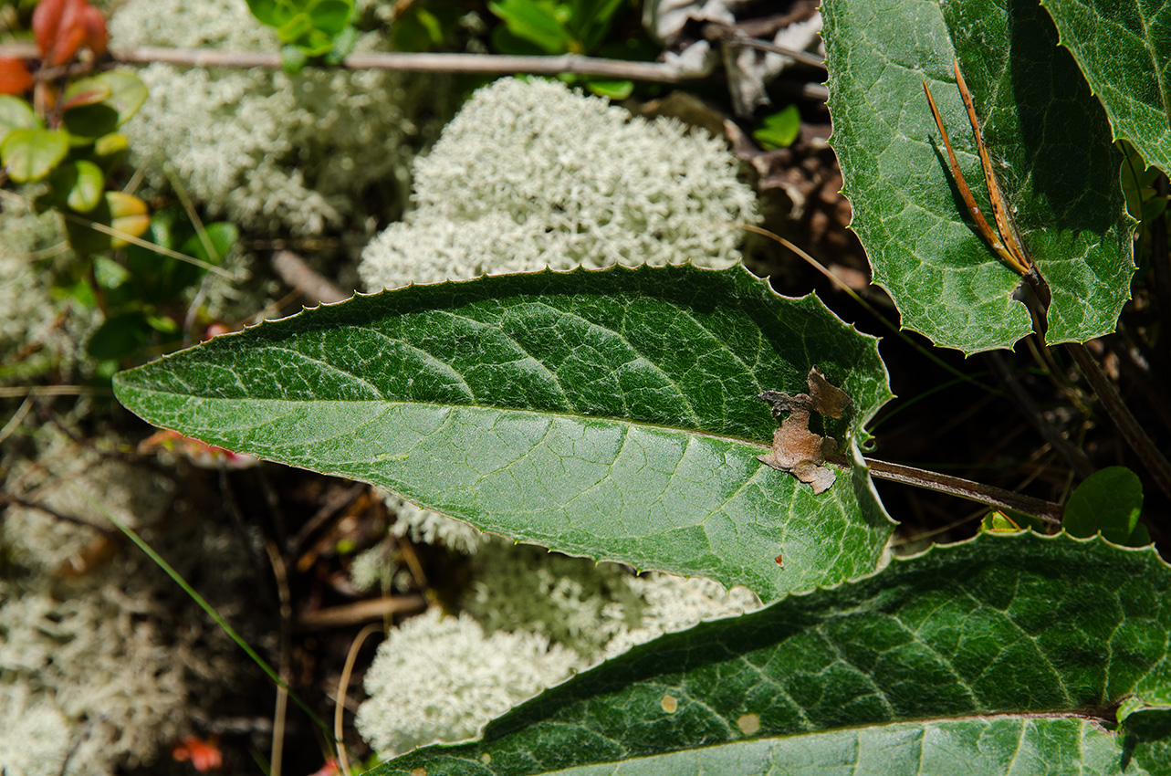 Image of Saussurea controversa specimen.