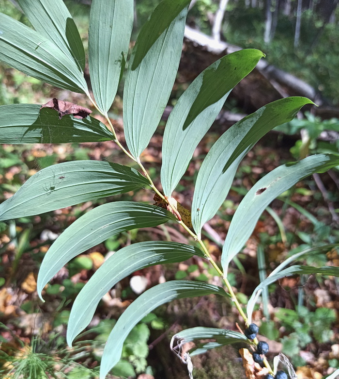 Изображение особи Polygonatum multiflorum.