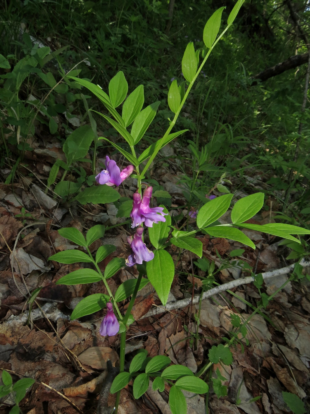 Изображение особи Lathyrus frolovii.