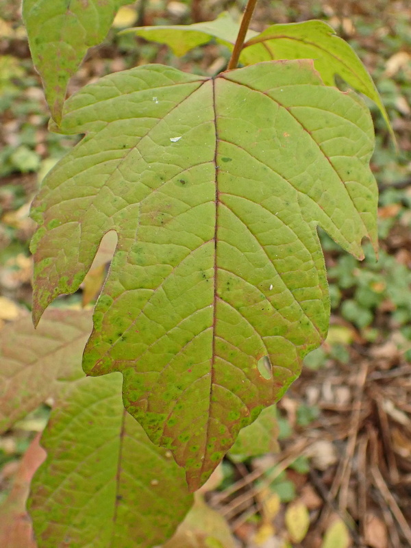 Image of Viburnum sargentii specimen.