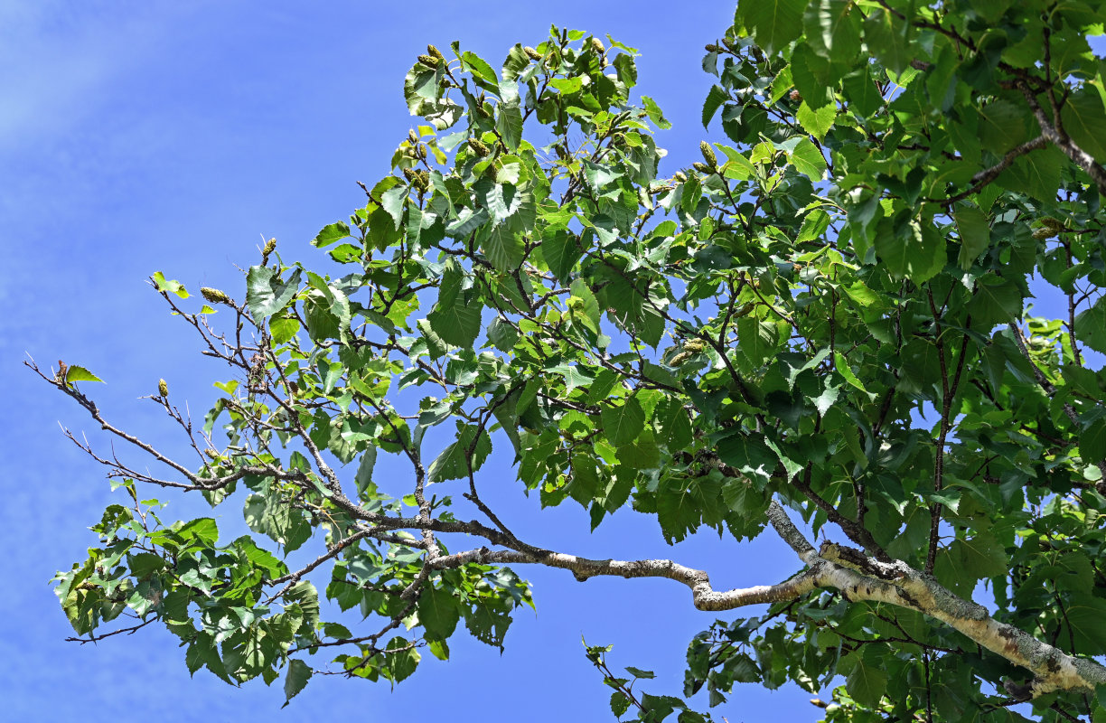 Изображение особи Betula ermanii.