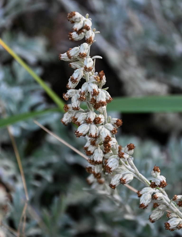 Image of Artemisia stelleriana specimen.