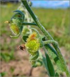 Cynoglossum officinale. Часть побега с плодами. Нижегородская обл., окр. дер. Языково, пойма р. Сура, остепнённый склон. 6 июня 2010 г.