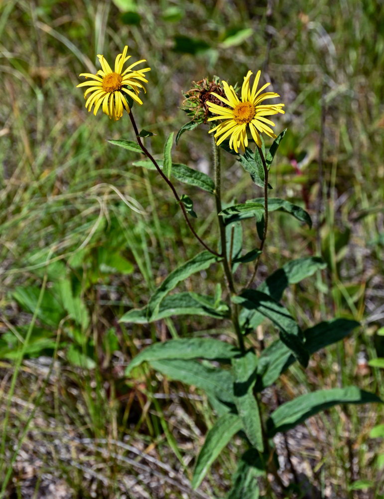 Image of Inula hirta specimen.