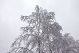 View full-size image Betula pendula