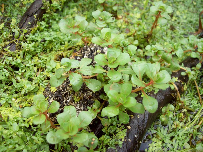 Image of Peplis portula specimen.