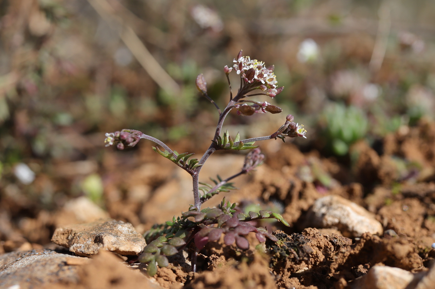 Изображение особи Hornungia petraea.