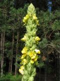 Смотреть изображение Verbascum thapsus