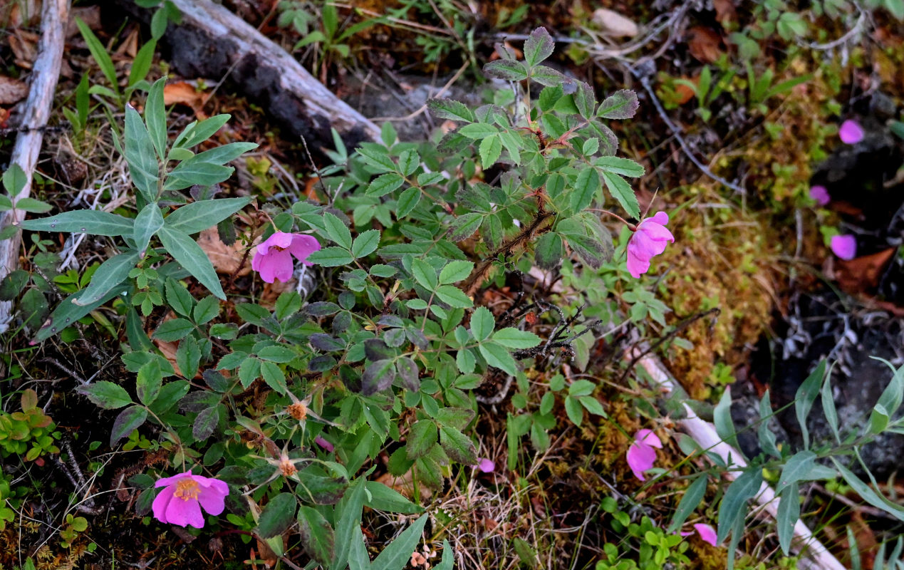 Image of Rosa acicularis specimen.