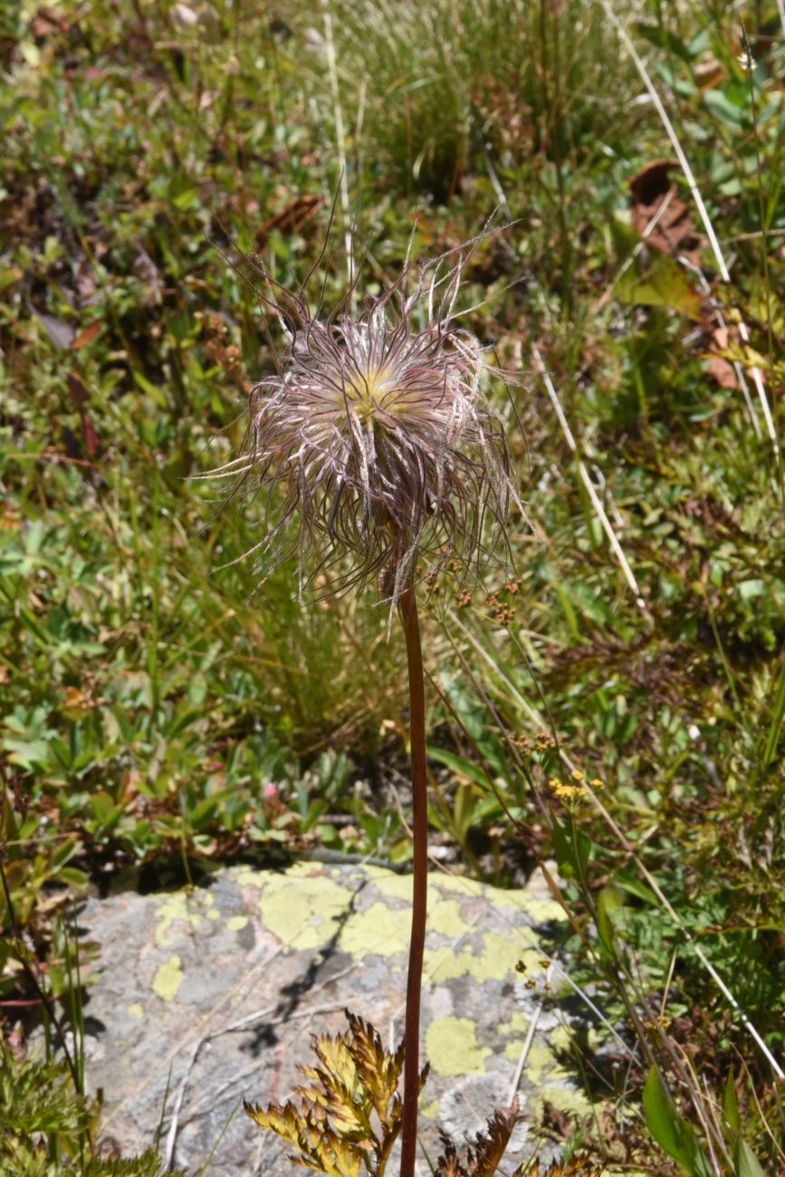 Изображение особи род Pulsatilla.