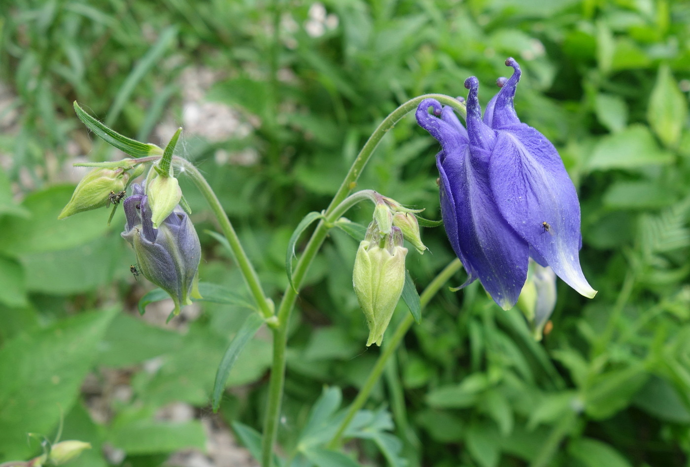 Изображение особи Aquilegia olympica.