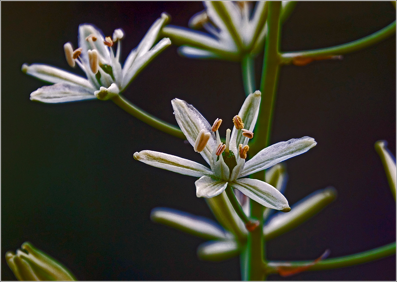 Image of genus Ornithogalum specimen.