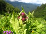 Cirsium kusnezowianum