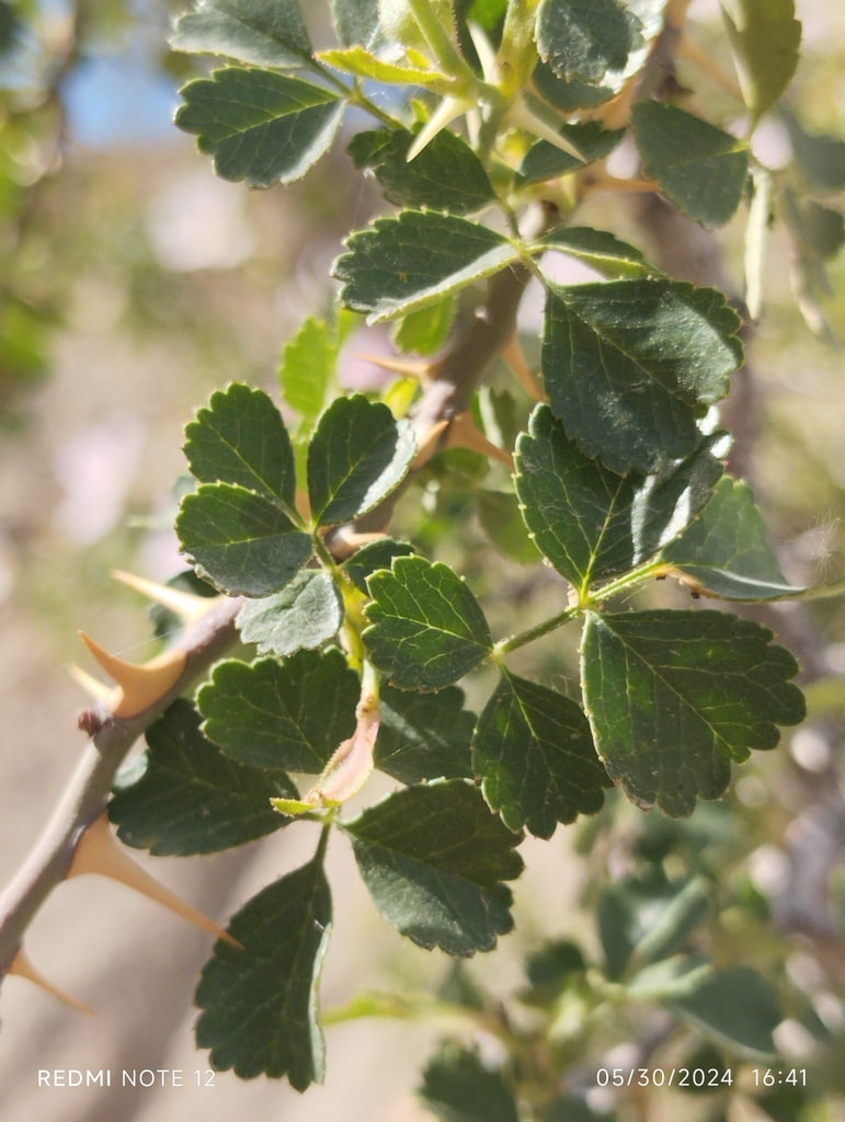 Image of genus Rosa specimen.