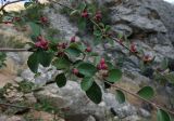 Cotoneaster karatavicus