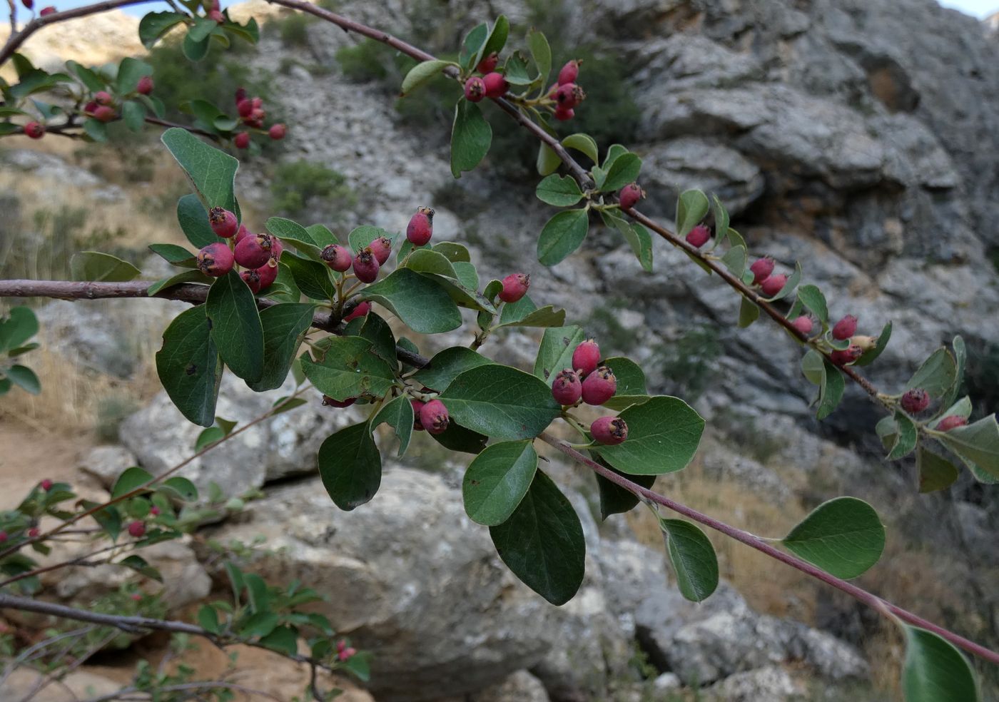 Image of Cotoneaster karatavicus specimen.