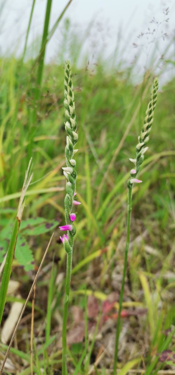 Изображение особи Spiranthes australis.