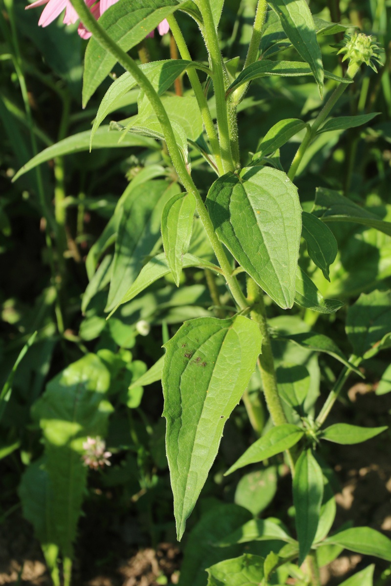 Image of Echinacea purpurea specimen.