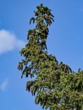 Picea obovata. Верхушка кроны наклонившегося (из-за подмыва берега?) дерева с шишками. Красноярский край, Таймырский Долгано-Ненецкий р-н, плато Путорана, долина р. Кутарамакан, опушка смешанного леса, берег реки. 25.07.2023.