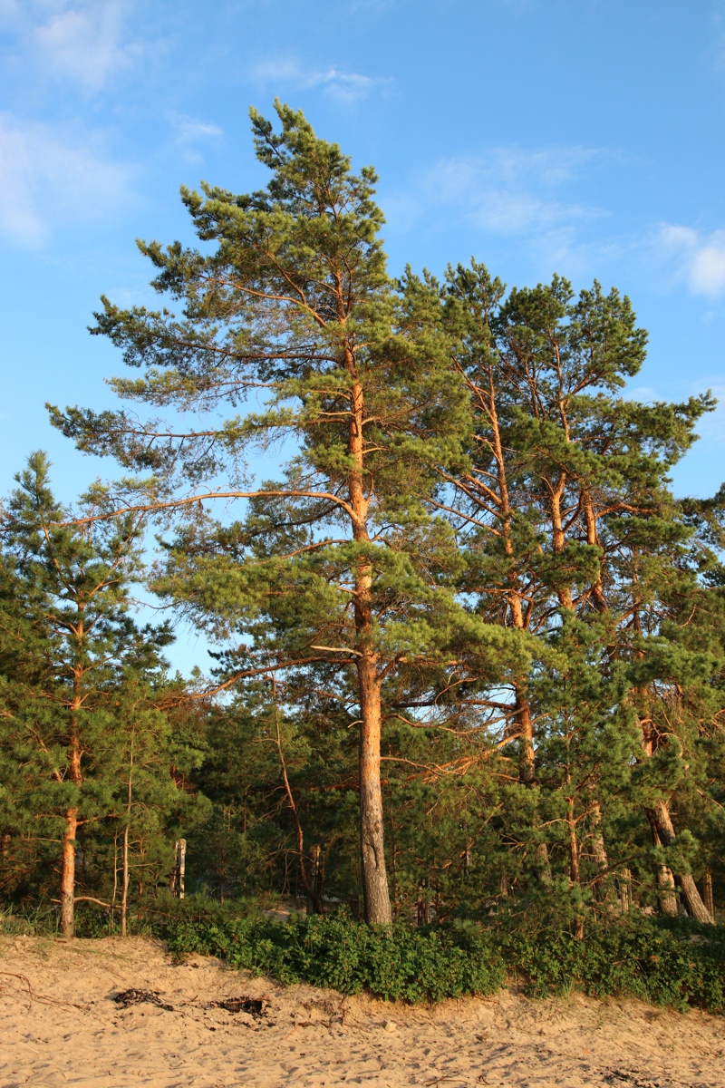 Изображение особи Pinus sylvestris.