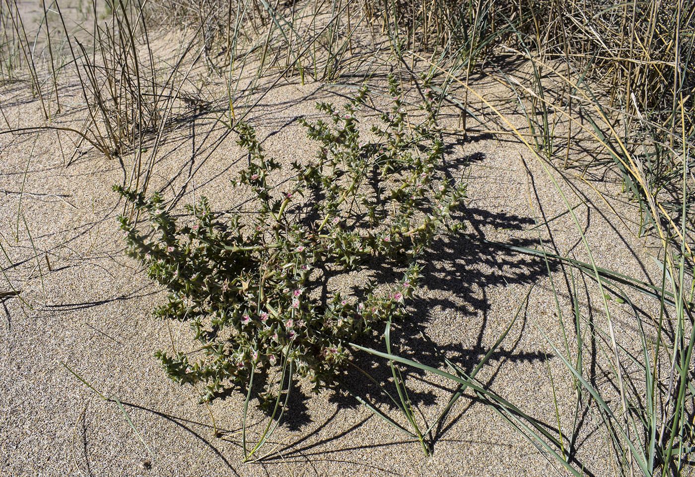 Image of Salsola kali specimen.