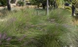 Muhlenbergia capillaris