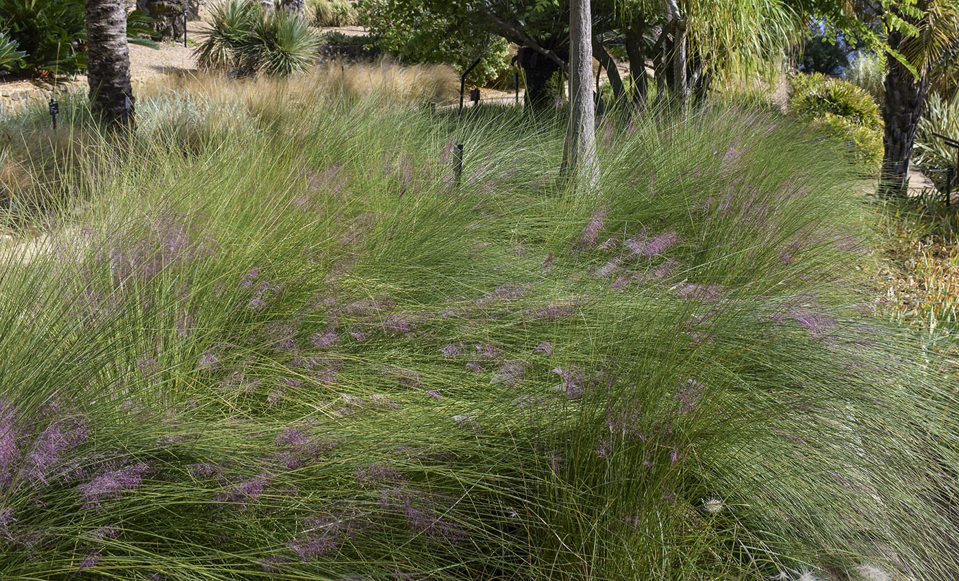 Image of Muhlenbergia capillaris specimen.