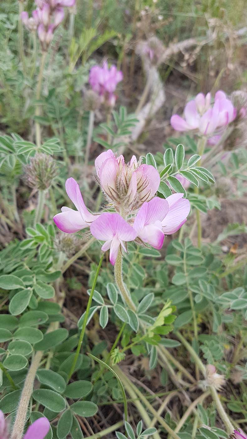 Изображение особи Hedysarum roseum.