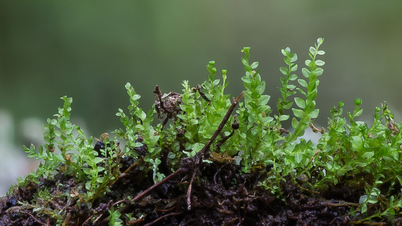 Image of Tetraphis pellucida specimen.