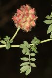 Glycyrrhiza echinata. Часть побега с соплодием. Краснодарский край, Темрюкский р-н, пос. Пересыпь, пустырь. 02.08.2024.