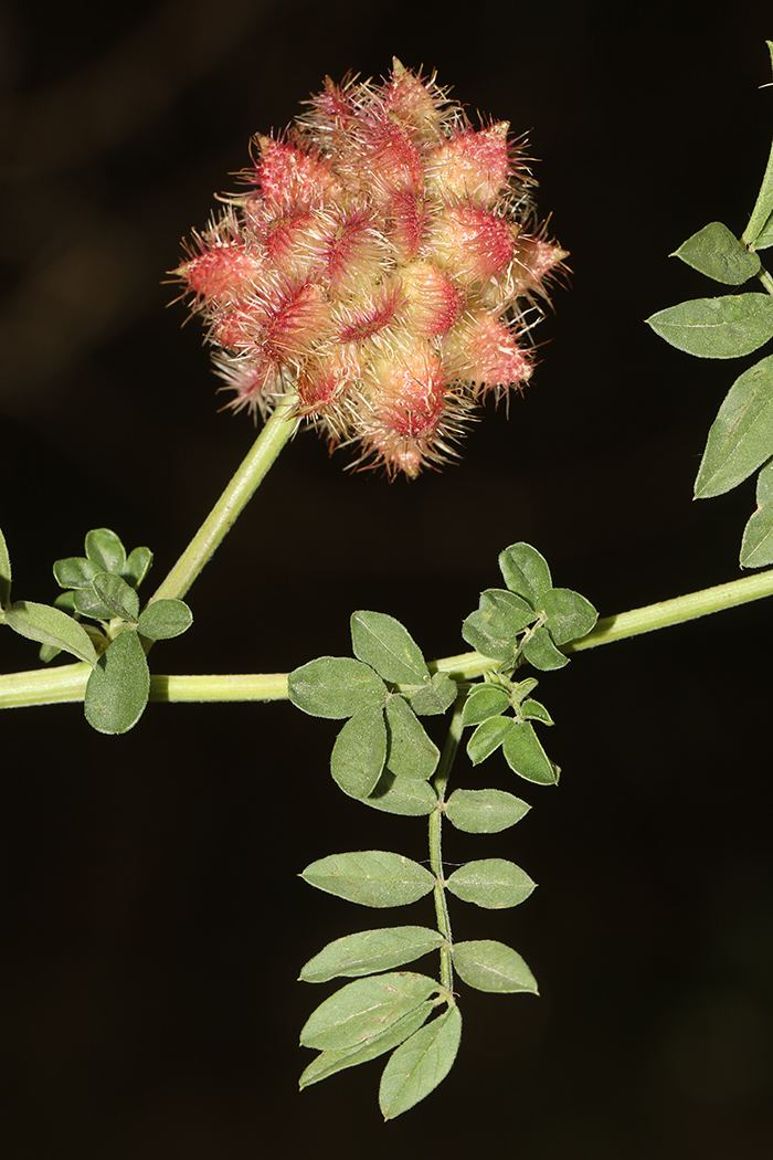 Изображение особи Glycyrrhiza echinata.