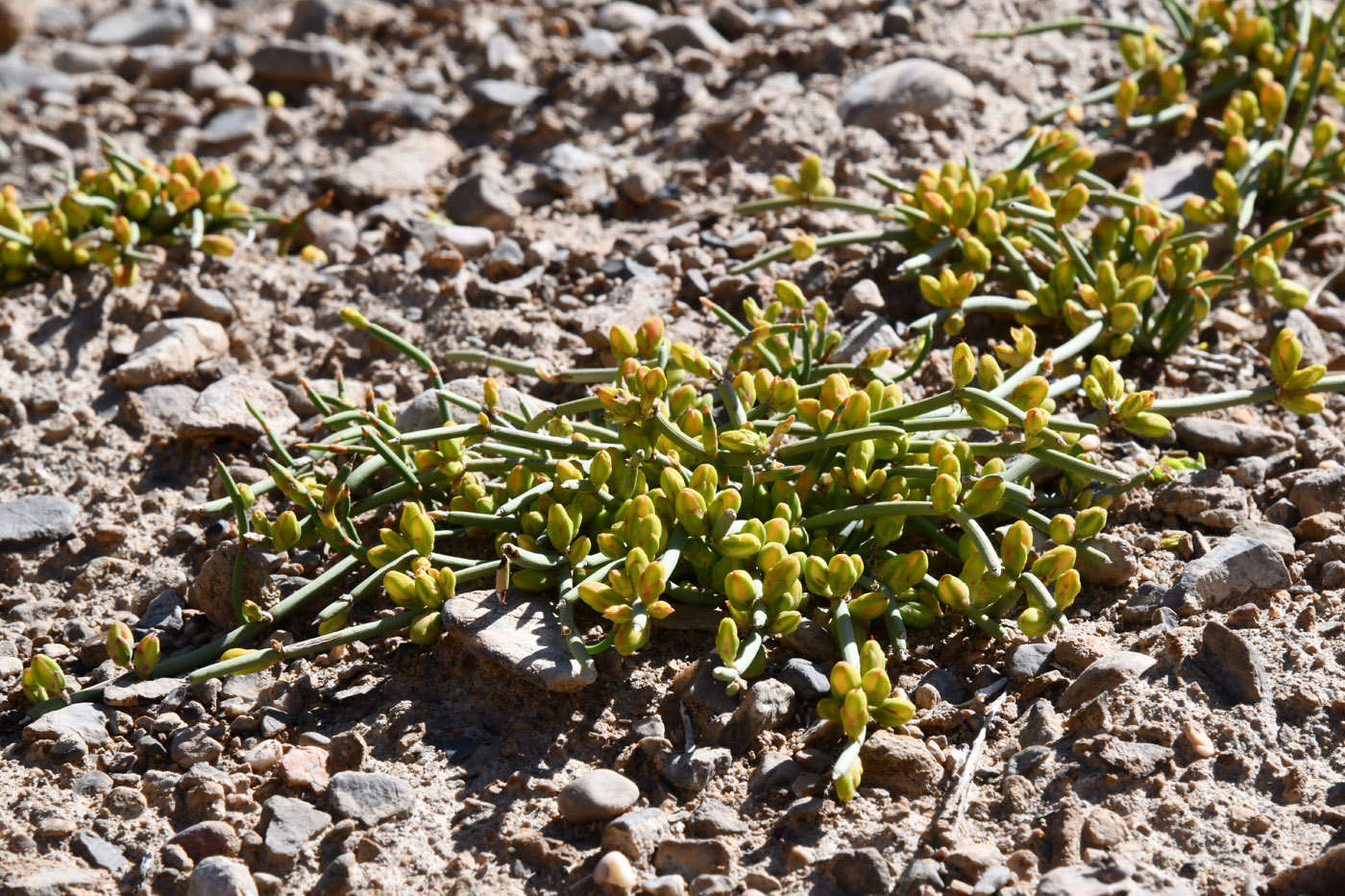 Изображение особи Ephedra fedtschenkoae.