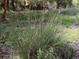 Juncus inflexus