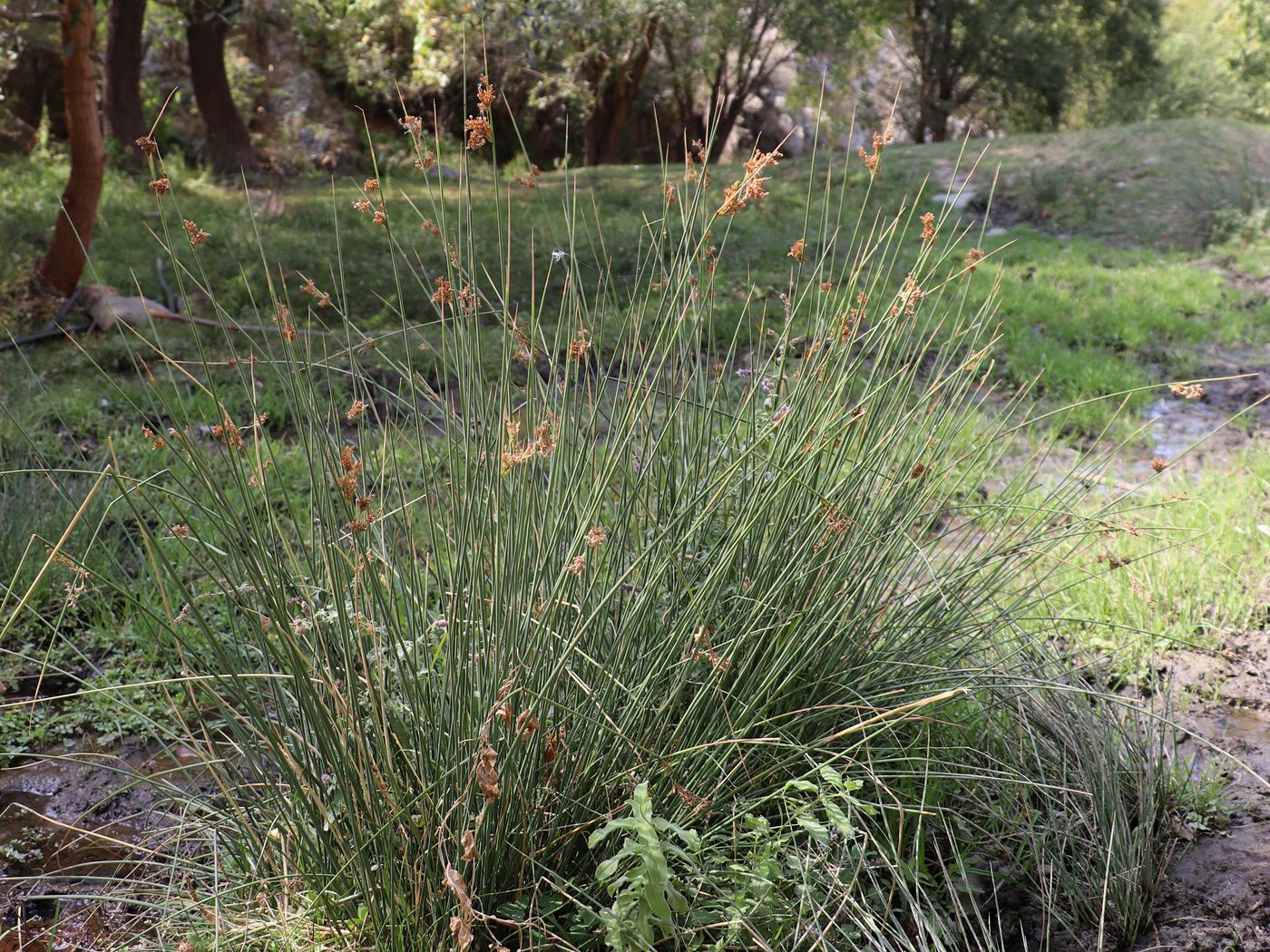 Изображение особи Juncus inflexus.