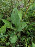 Aster tataricus