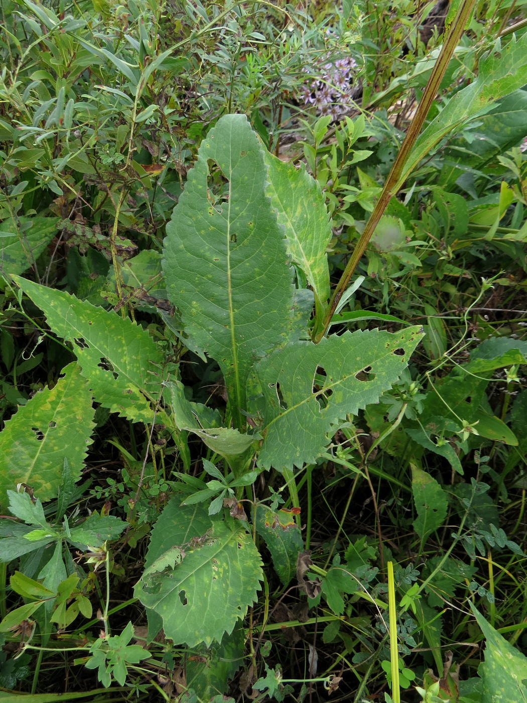 Image of Aster tataricus specimen.