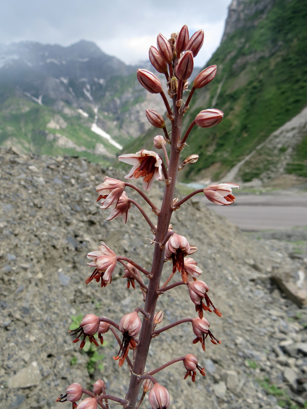 Изображение особи Eremurus brachystemon.