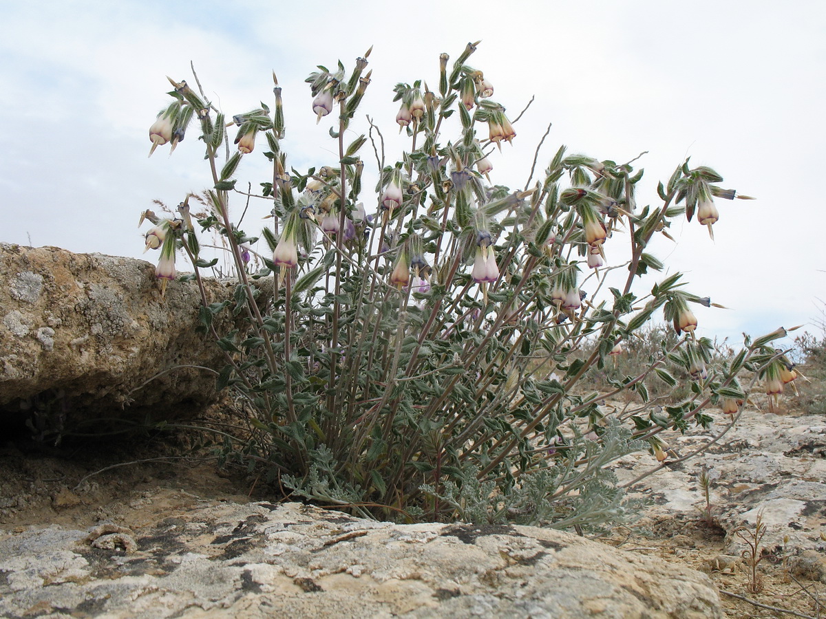 Изображение особи Onosma staminea.