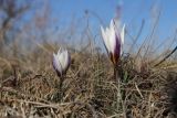 Crocus tauricus. Цветущие растения. Крым, Севастополь, Инкерман, гора Белая, высота 128 м н.у.м. 18.02.2025.