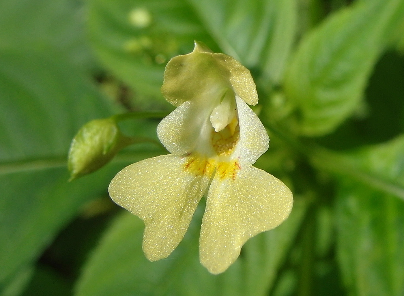 Image of Impatiens parviflora specimen.