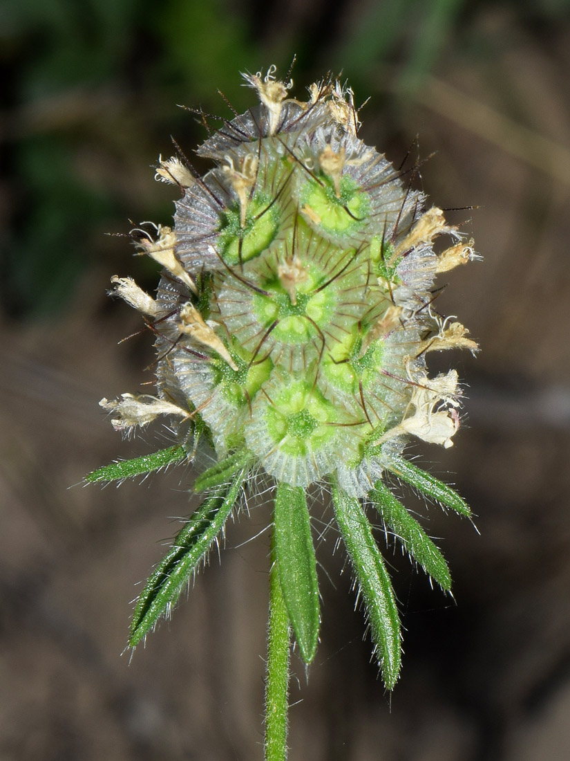 Image of Lomelosia micrantha specimen.